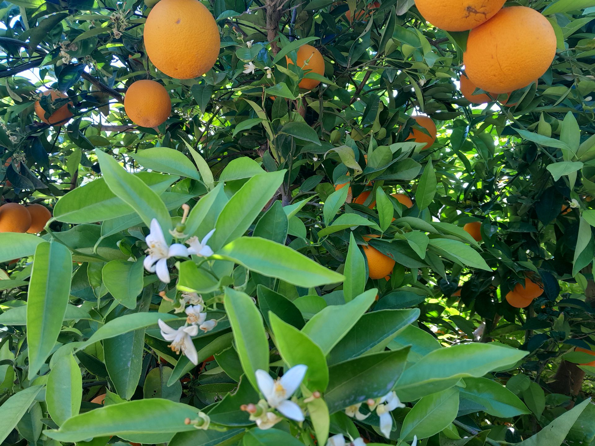 orangers de la Casa Talega